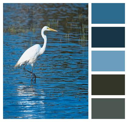 Avian Beak Nature Great Egret Animal Egret Feathers Wildlife Bird Pond Image